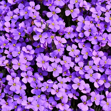 photo of purple flowers used as a placeholder